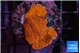 Montipora graphted 2 cm WYSIWYG acclimaté