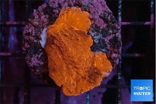 Montipora graphted 2 cm WYSIWYG acclimaté