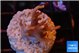 Acropora carduus green polyps deep water 2-3 cm WYSIWYG acclimaté