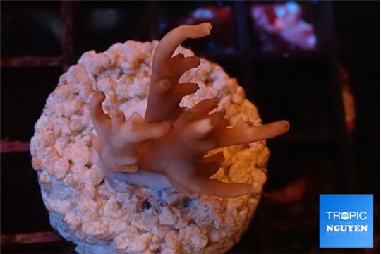 Acropora carduus green polyps deep water 2-3 cm WYSIWYG acclimaté