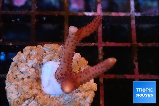 Seritopora pink purple Fijii 2-3 cm WYSIWYG acclimaté