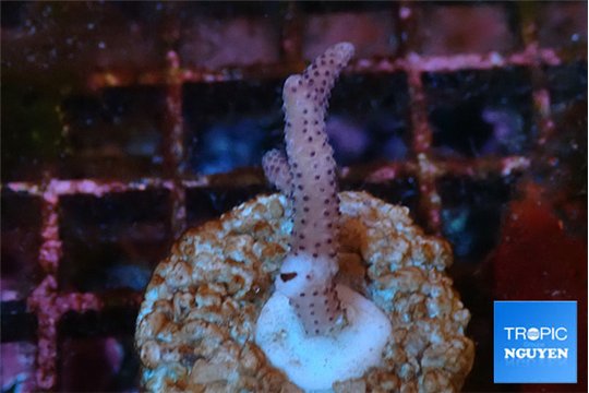 Seritopora pink purple Fijii 1-2 cm WYSIWYG acclimaté
