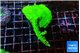 Acropora neon green 5-6 cm WYSIWYG acclimaté