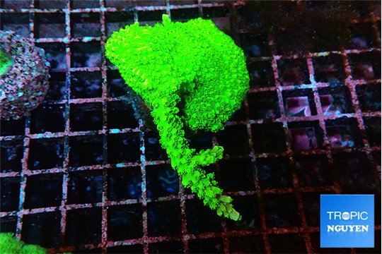 Acropora neon green 5-6 cm WYSIWYG acclimaté