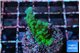 Acropora green 2-3 cm WYSIWYG acclimaté