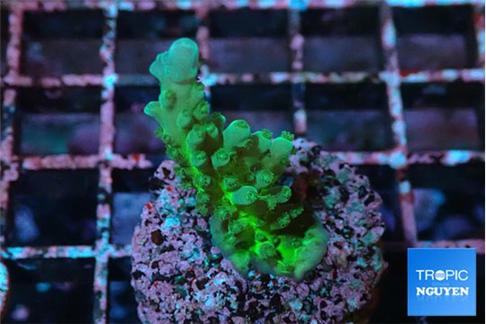 Acropora green 2-3 cm WYSIWYG acclimaté