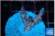 Acropora pink cherry 2-3 cm WYSIWYG acclimaté