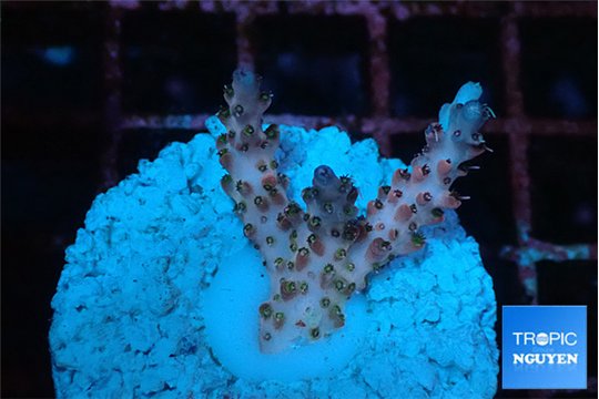 Acropora pink cherry 2-3 cm WYSIWYG acclimaté