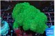 Pocillopora verrucosa toxic green 7-10 cm WYSIWYG acclimaté