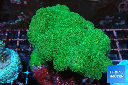 Pocillopora verrucosa toxic green 7-10 cm WYSIWYG acclimaté