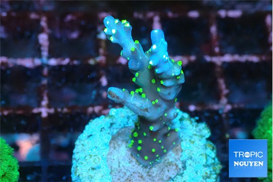Acropora nana tricolor 2-3 cm WYSIWYG acclimaté