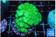 Pocillopora verrucosa toxic green 3-5 cm WYSIWYG acclimaté