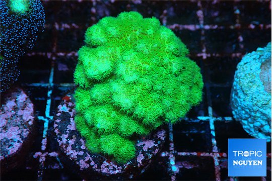 Pocillopora verrucosa toxic green 3-5 cm WYSIWYG acclimaté