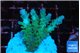 Acropora green & blue ice Fijii 2-4 cm WYSIWYG acclimaté