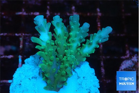Acropora green & blue ice Fijii 2-4 cm WYSIWYG acclimaté