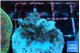 Acropora carduus green polyps deep water 2-3 cm WYSIWYG acclimaté