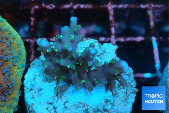 Acropora carduus green polyps deep water 2-3 cm WYSIWYG acclimaté
