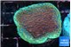 Montipora purple & blue polyps 2-4 cm WYSIWYG acclimaté