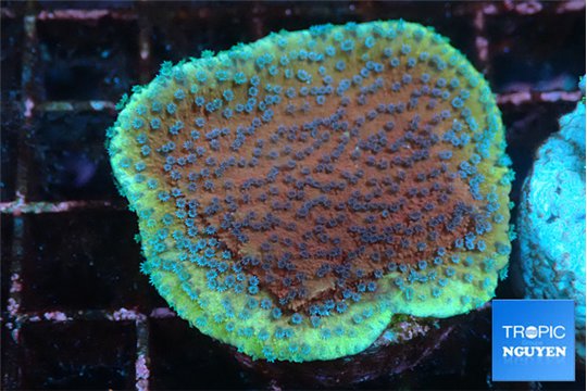 Montipora purple & blue polyps 2-4 cm WYSIWYG acclimaté
