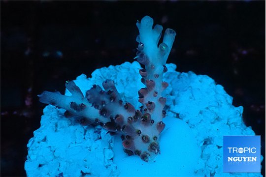 Acropora pink cherry 2-3 cm WYSIWYG acclimaté