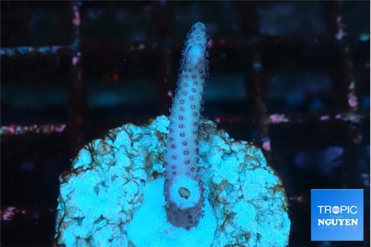 Seritopora pink purple Fijii 1-2 cm WYSIWYG acclimaté