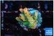 Acropora microclados rainbow 1-2 cm WYSIWYG acclimaté