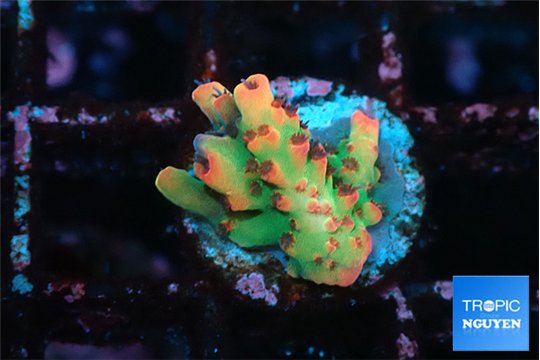 Acropora microclados rainbow 1-2 cm WYSIWYG acclimaté