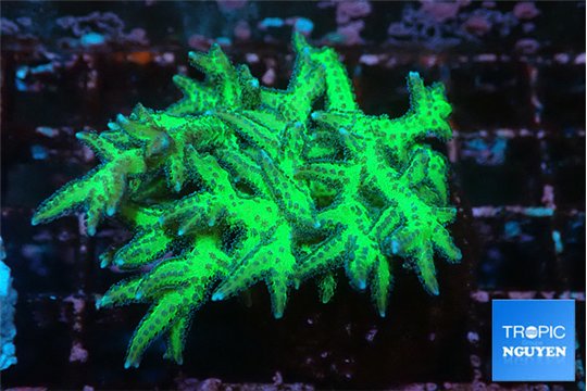 Seriatopora golden green 3-5 cm WYSIWYG acclimaté