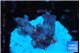 Acropora table purple & golden green polyps Australia 1-2 cm WYSIWYG acclimaté