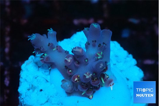 Acropora table purple & golden green polyps Australia 1-2 cm WYSIWYG acclimaté