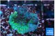 Acropora purple green 2-3 cm WYSIWYG acclimaté