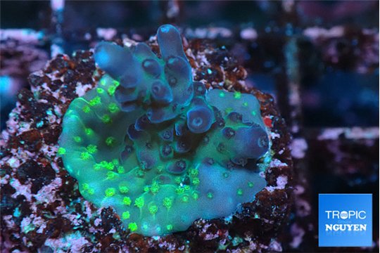 Acropora purple green 2-3 cm WYSIWYG acclimaté