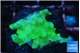 Acropora green 2 cm WYSIWYG acclimaté