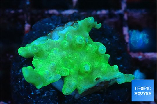 Acropora green 2 cm WYSIWYG acclimaté