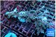 Acropora carduus green polyps deep water 8-11 cm WYSIWYG acclimaté