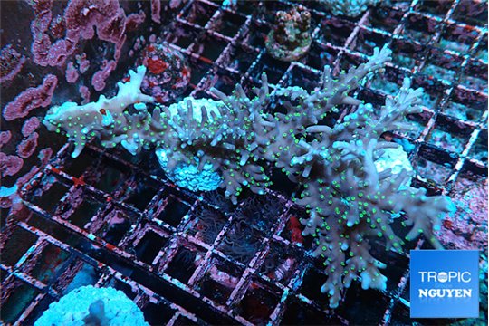 Acropora carduus green polyps deep water 8-11 cm WYSIWYG acclimaté