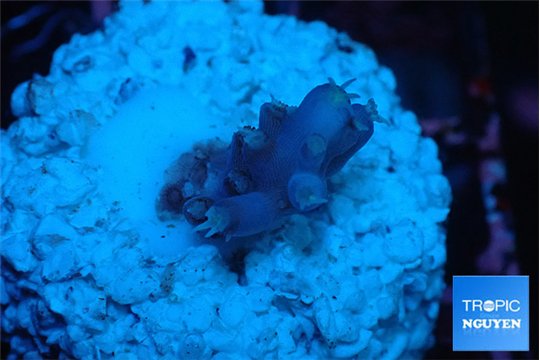 Acropora full purple 1 cm WYSIWYG acclimaté
