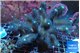 Stylophora milka 8-12 cm WYSIWYG acclimaté