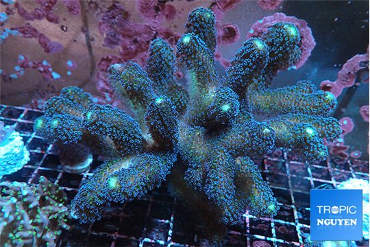 Stylophora milka 8-12 cm WYSIWYG acclimaté