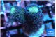 Stylophora milka 2-3 cm WYSIWYG acclimaté