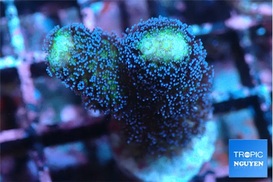 Stylophora milka 2-3 cm WYSIWYG acclimaté
