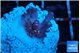 Acropora table purple & golden green polyps Australia 1-2 cm WYSIWYG acclimaté