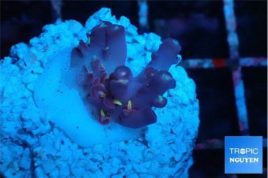 Acropora table purple & golden green polyps Australia 1-2 cm WYSIWYG acclimaté