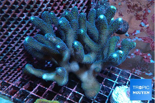 Stylophora milka 8-12 cm WYSIWYG acclimaté