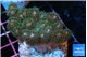 Pocillopora damicornis green & pink tip 3-4 cm WYSIWYG acclimaté