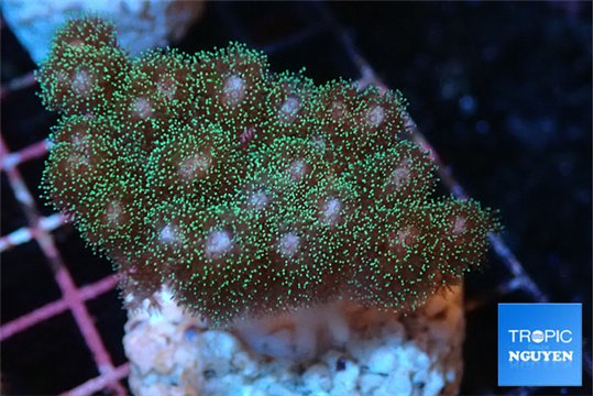 Pocillopora damicornis green & pink tip 3-4 cm WYSIWYG acclimaté