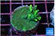Acropora caroliniana banana 2-3 cm WYSIWYG acclimaté