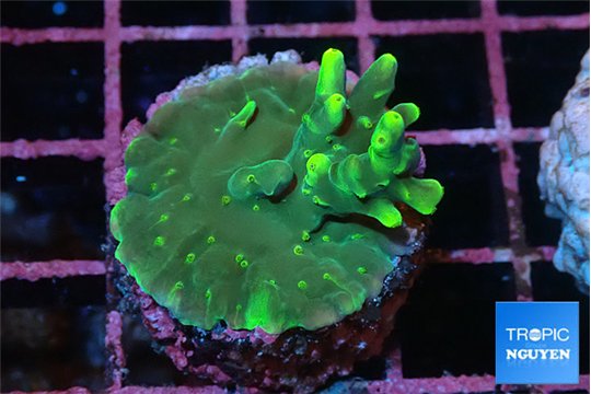 Acropora caroliniana banana 2-3 cm WYSIWYG acclimaté