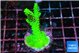 Acropora neon green 3-5 cm WYSIWYG acclimaté