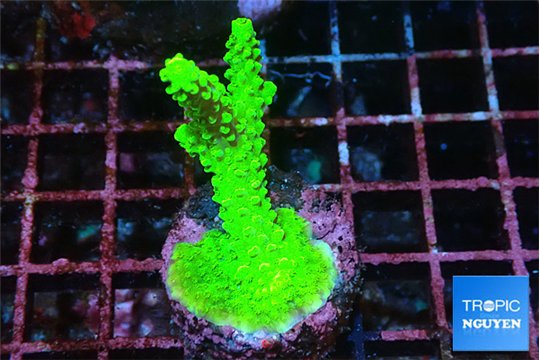 Acropora neon green 3-5 cm WYSIWYG acclimaté